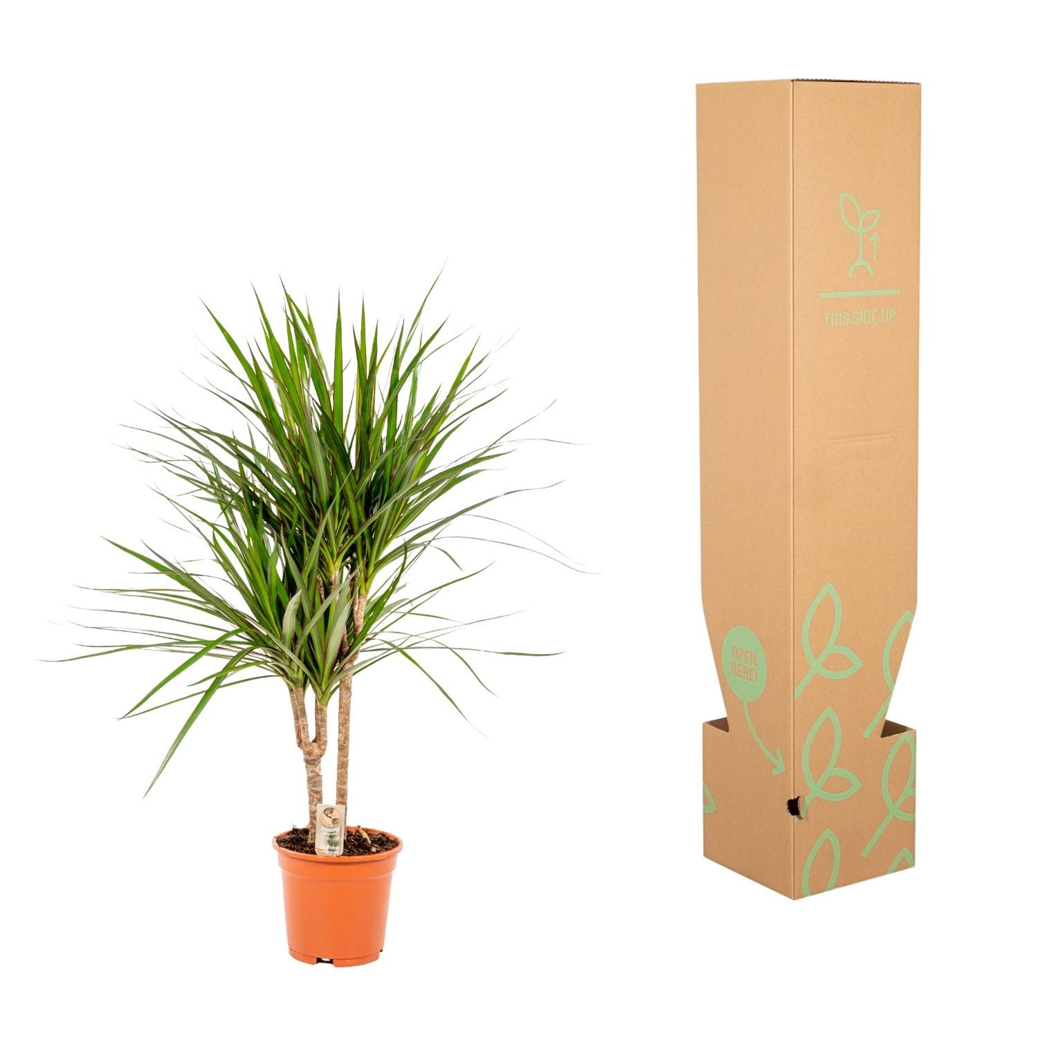 Dracaena Marginata Zimmerpflanze