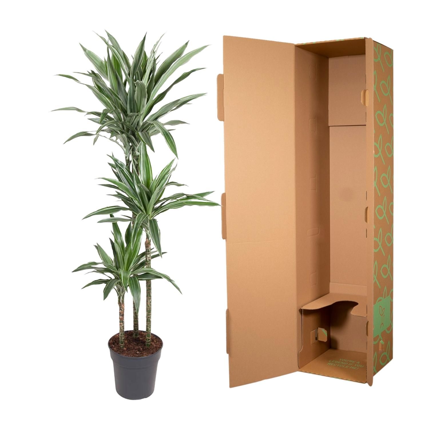 Dracaena Warneckei Zimmerpflanze