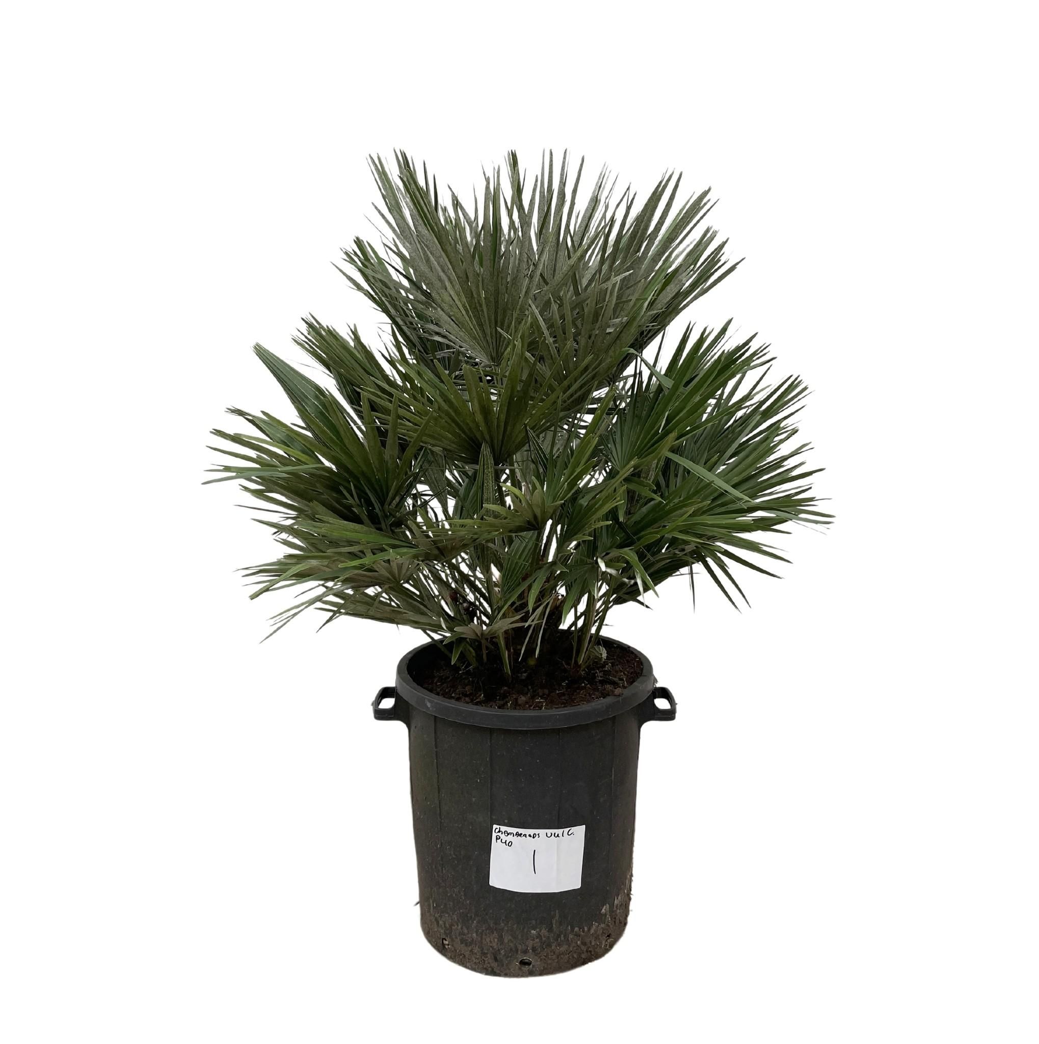 Chamaerops Vulcano Palme
