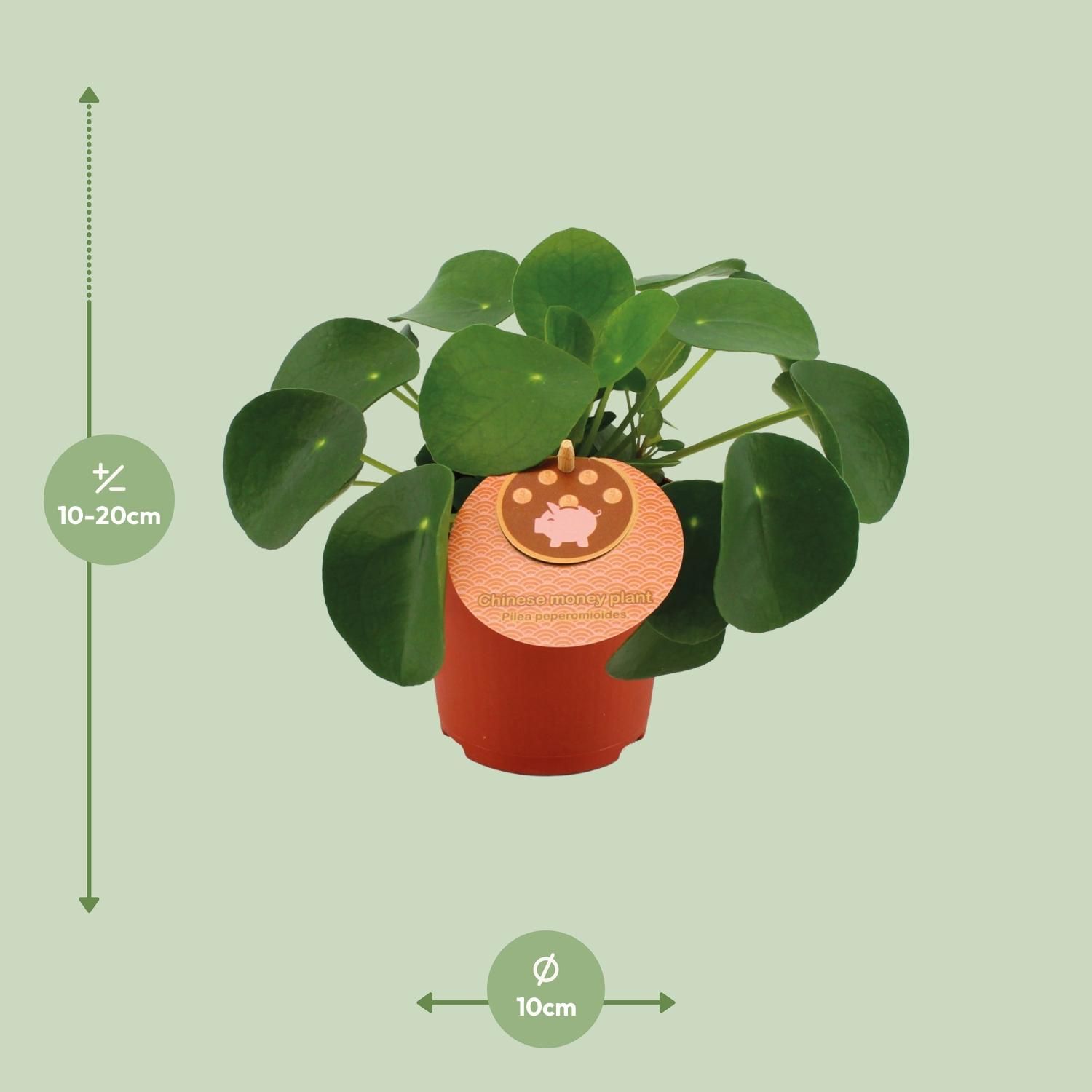Pilea Peperomioides Zimmerpflanze