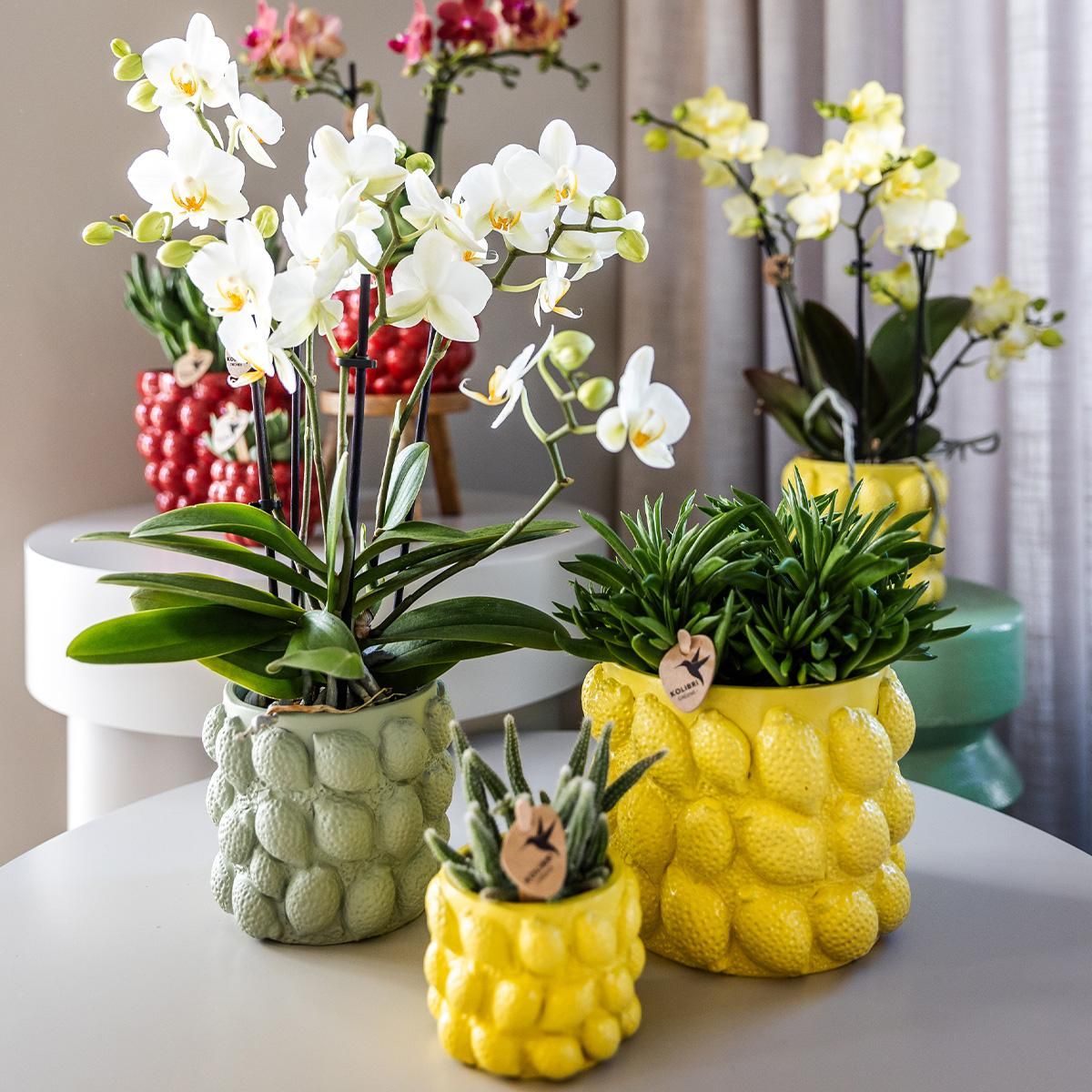 Gelbe Phalaenopsis Orchidee in Citrus Ziertopf