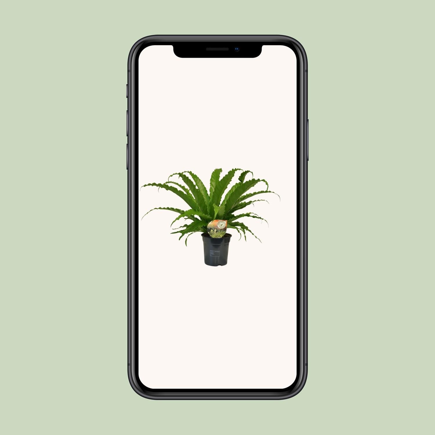 Asplenium Osaka - Eleganter Spleenfarn für Innen und Außen