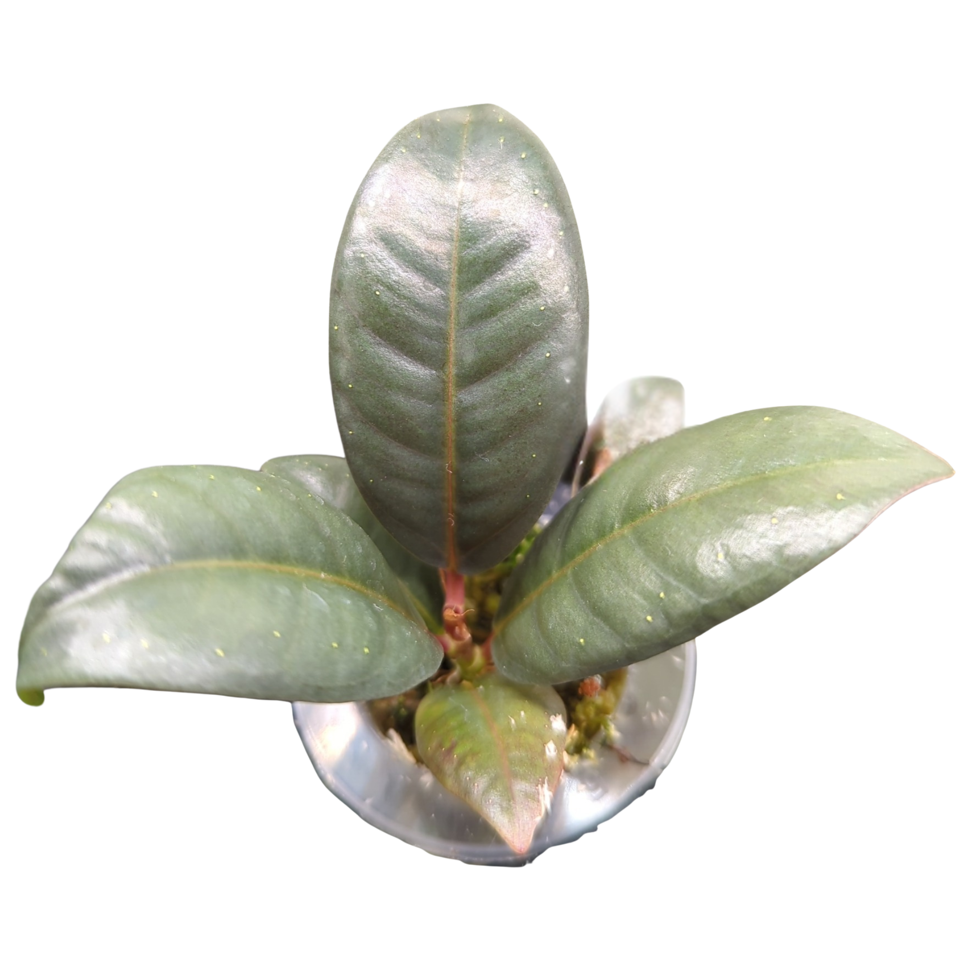 Baby Ficus elastica Melany + selbstbewässernder Übertopf