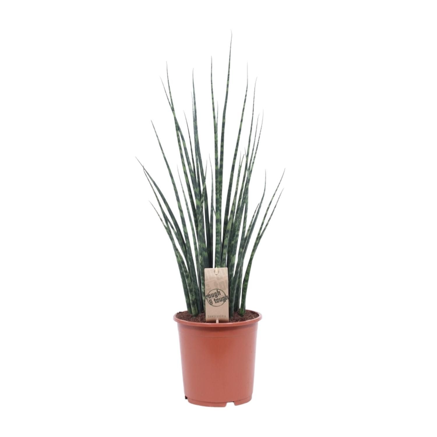 Sansevieria Fernwood Mikado – elegante Schlangenpflanze