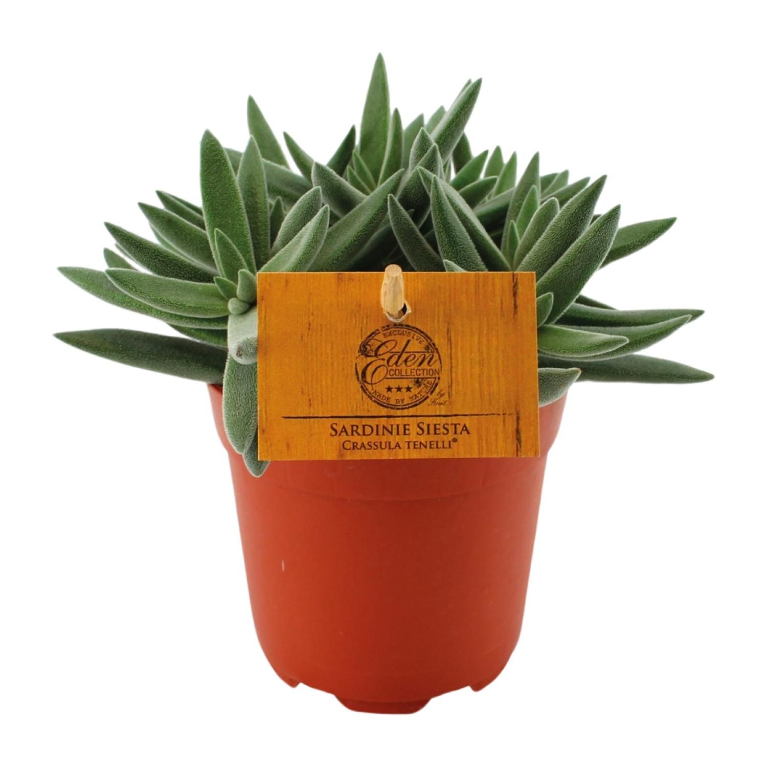 Crassula Tenelli Jadepflanze