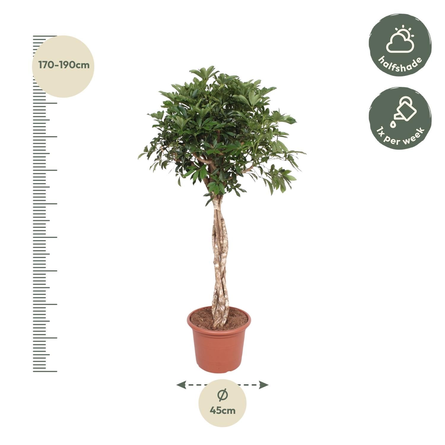 Schefflera Arboricola Compacta Zimmerpflanze mit Geflochtenem Stamm