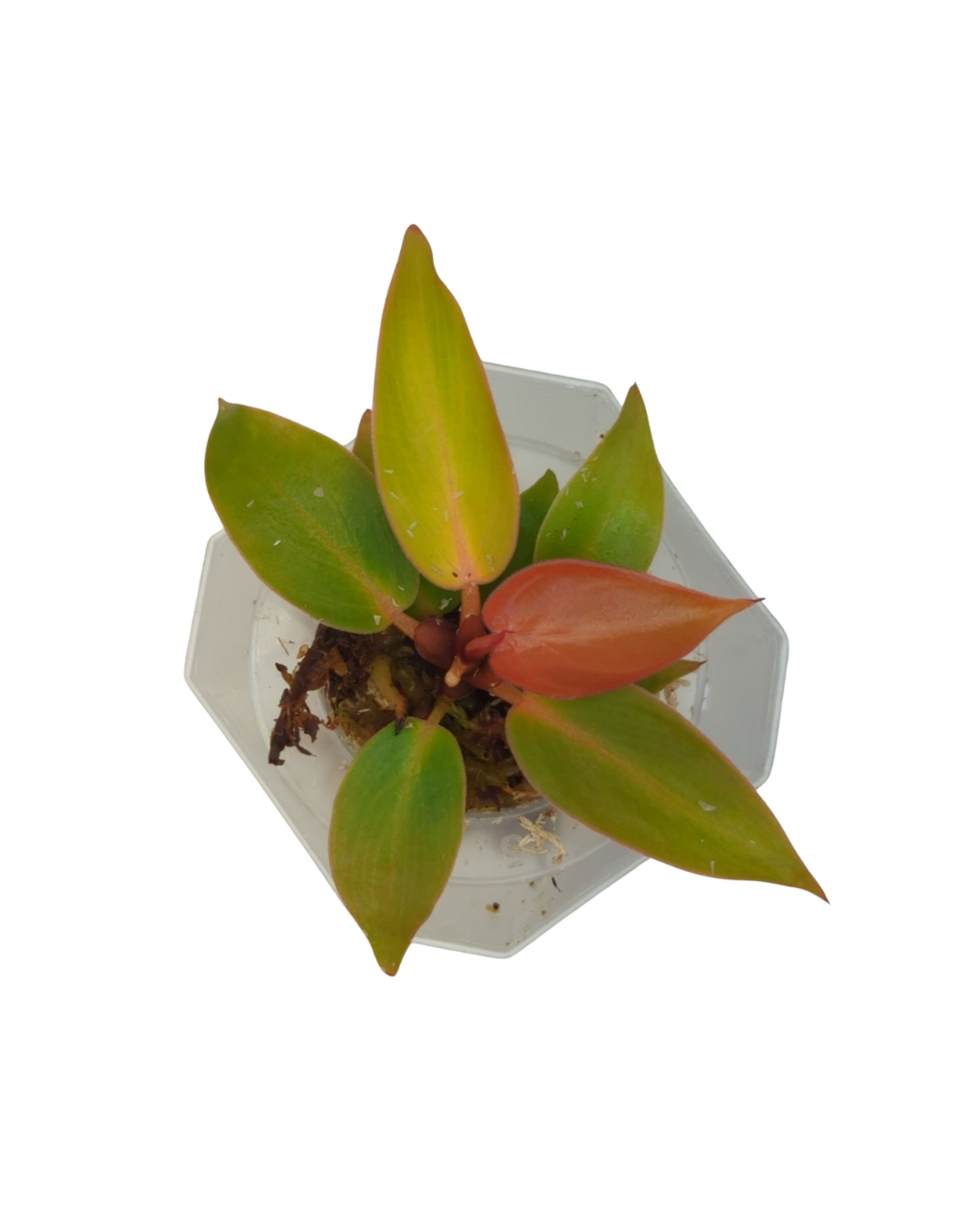 Philodendron erubescens Sun Red + selbstbewässernder Übertopf
