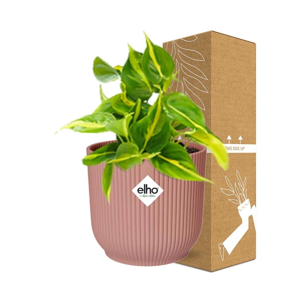 Philodendron Scandens Brasil Zimmerpflanze