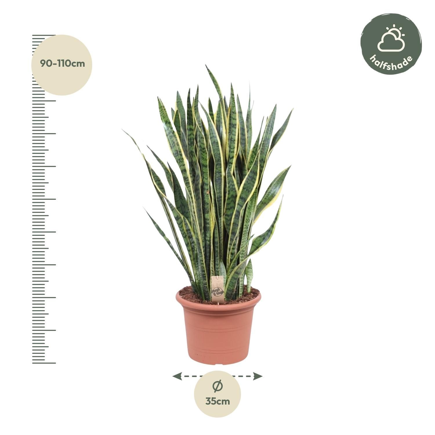 Sansevieria Laurentii Schlangenpflanze