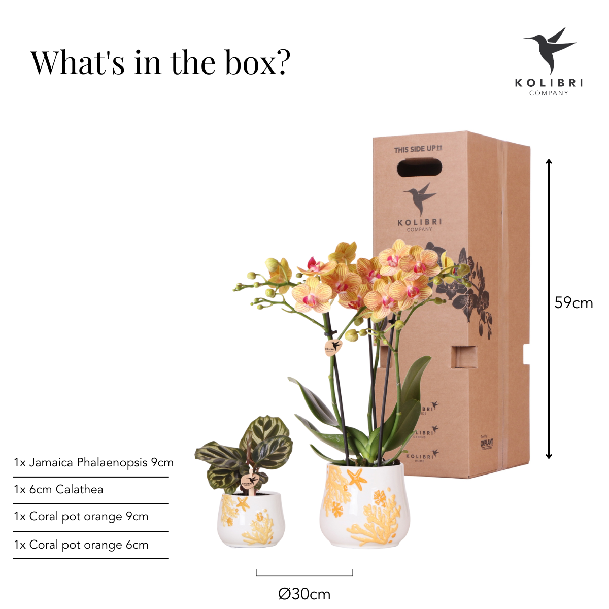 Kolibri Company Phalaenopsis Orchidee & Calathea Set in Orange
