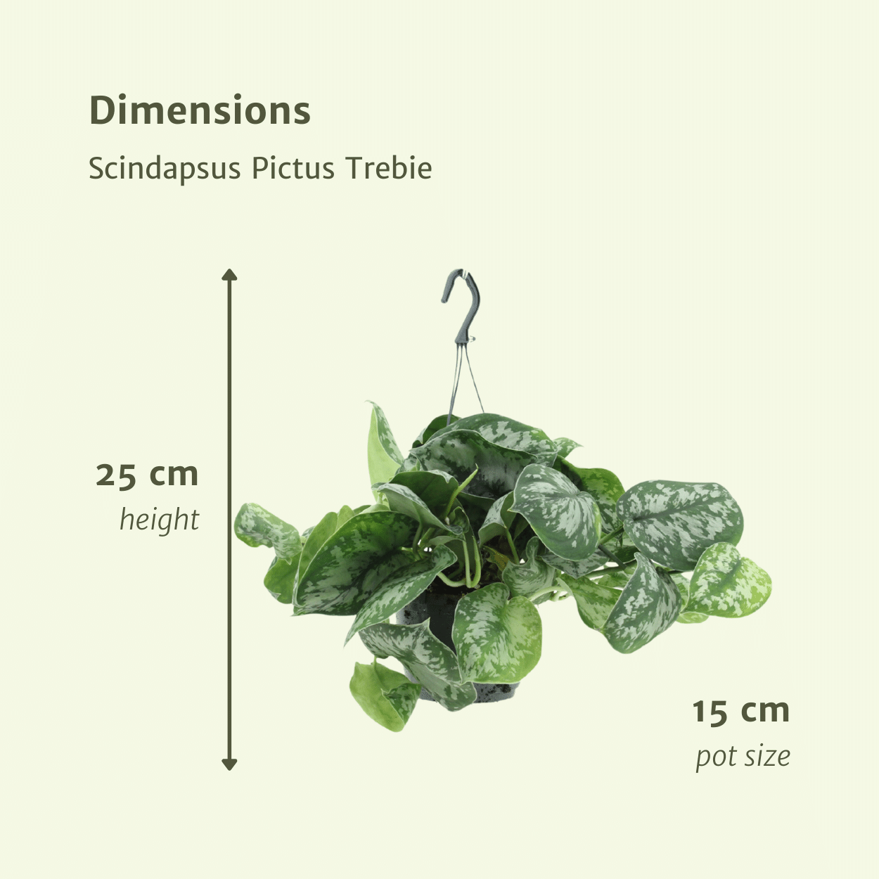 Scindapsus Pictus Trebie - Elegante Kletterpflanze