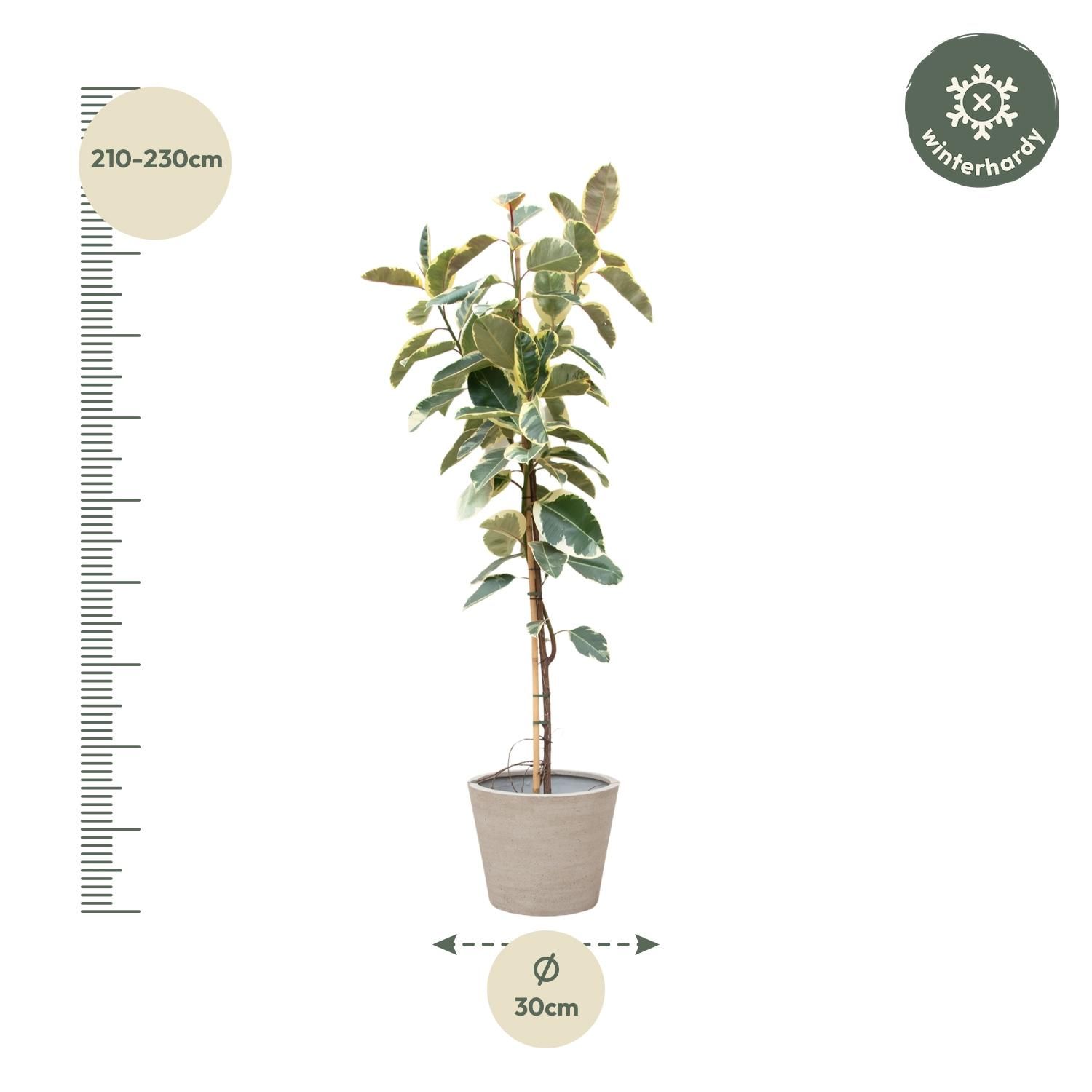Ficus Tineke auf Stamm - Elegante Zimmerpflanze