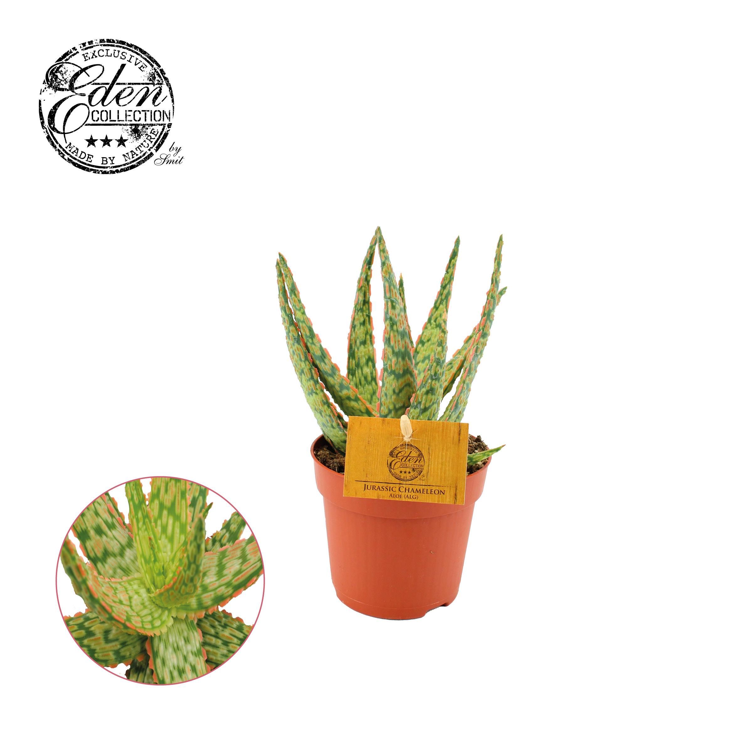 Aloe Hybride Zimmerpflanze