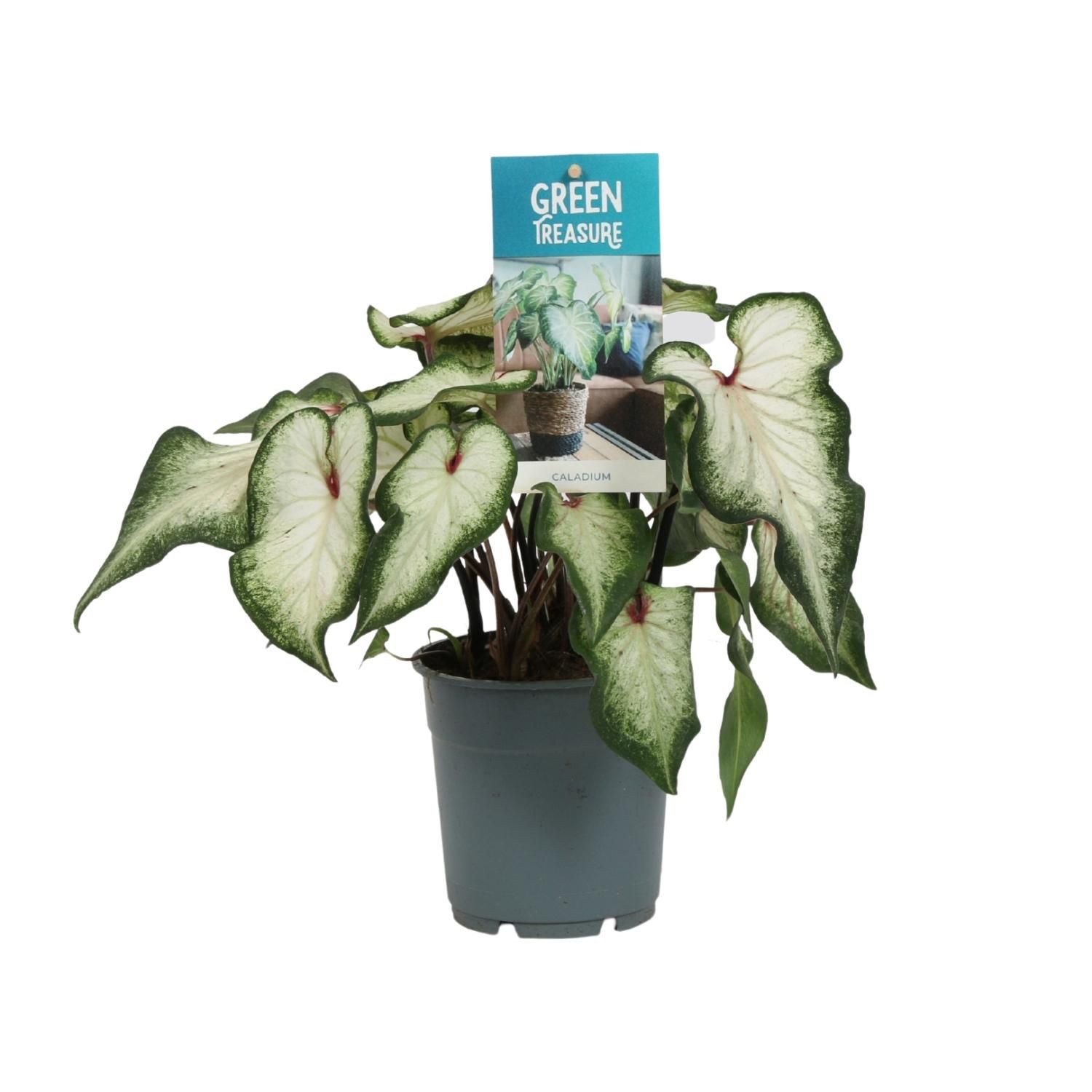 Caladium Weiß Zimmerpflanze – Herzförmiges Laub
