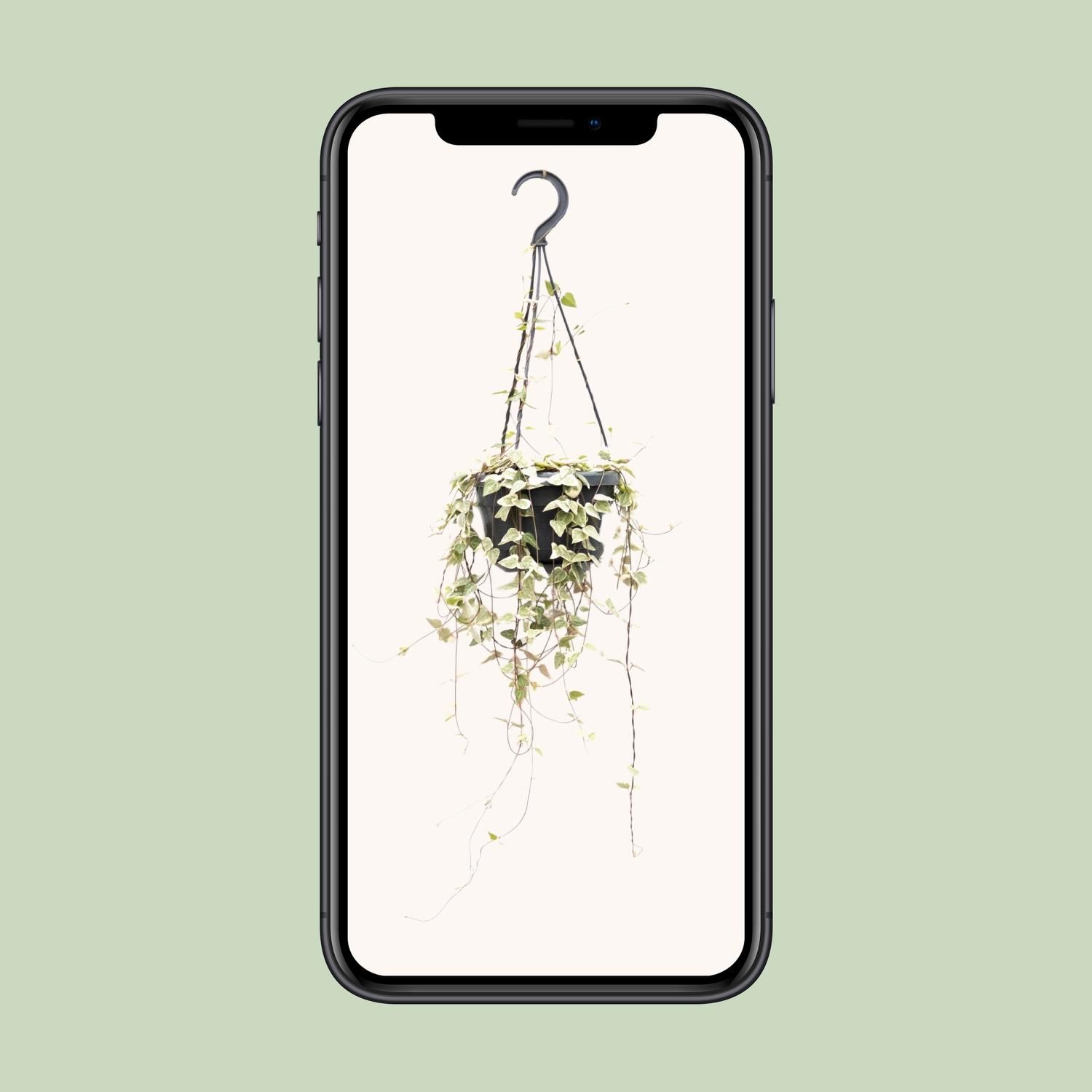 Ceropegia Woodii – Charmante Herzchenpflanze für den Innenbereich