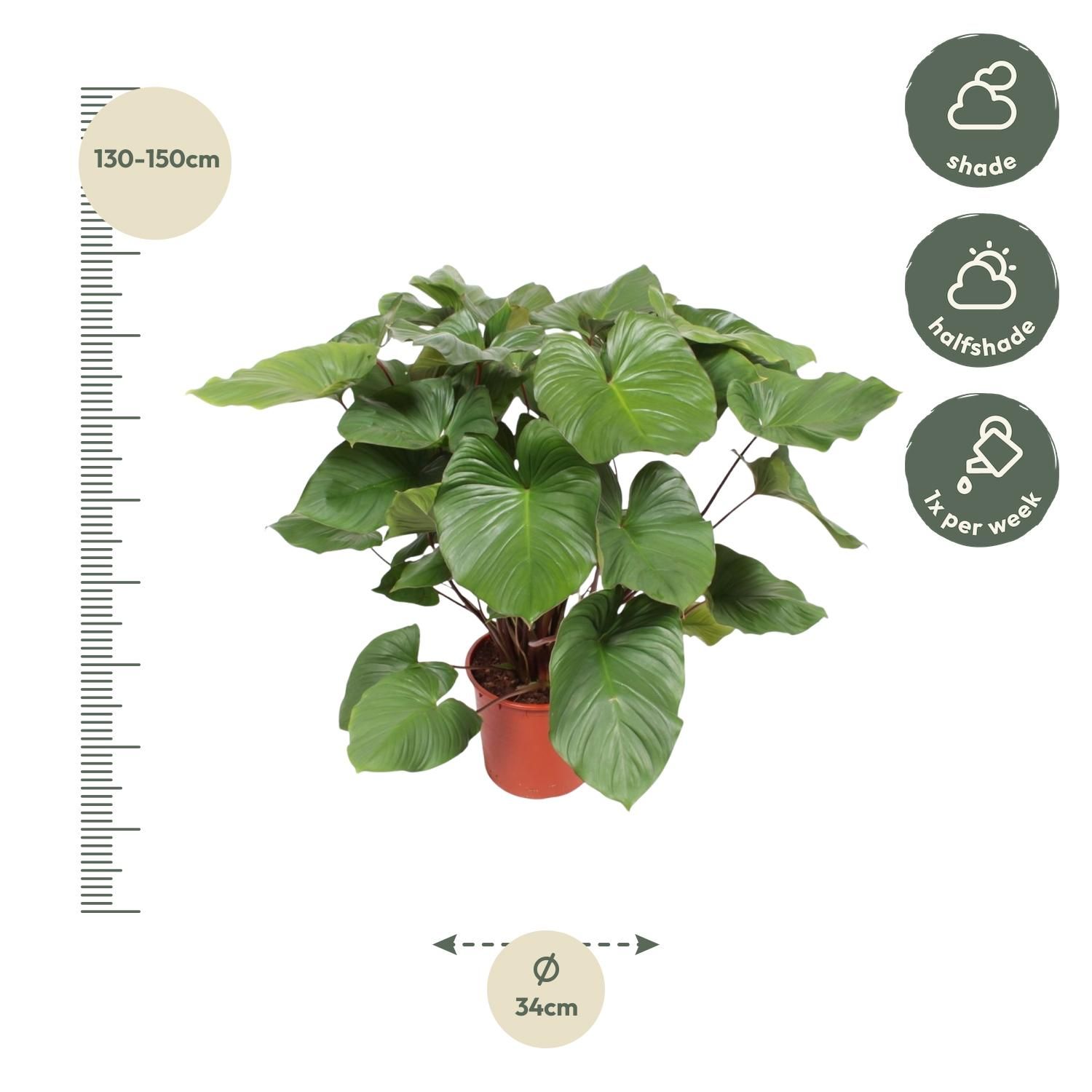 Homalomena Rubescens Maggy Zimmerpflanze