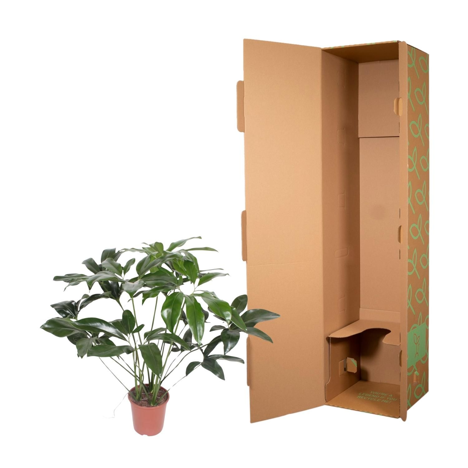 Philodendron Green Wonder Zimmerpflanze