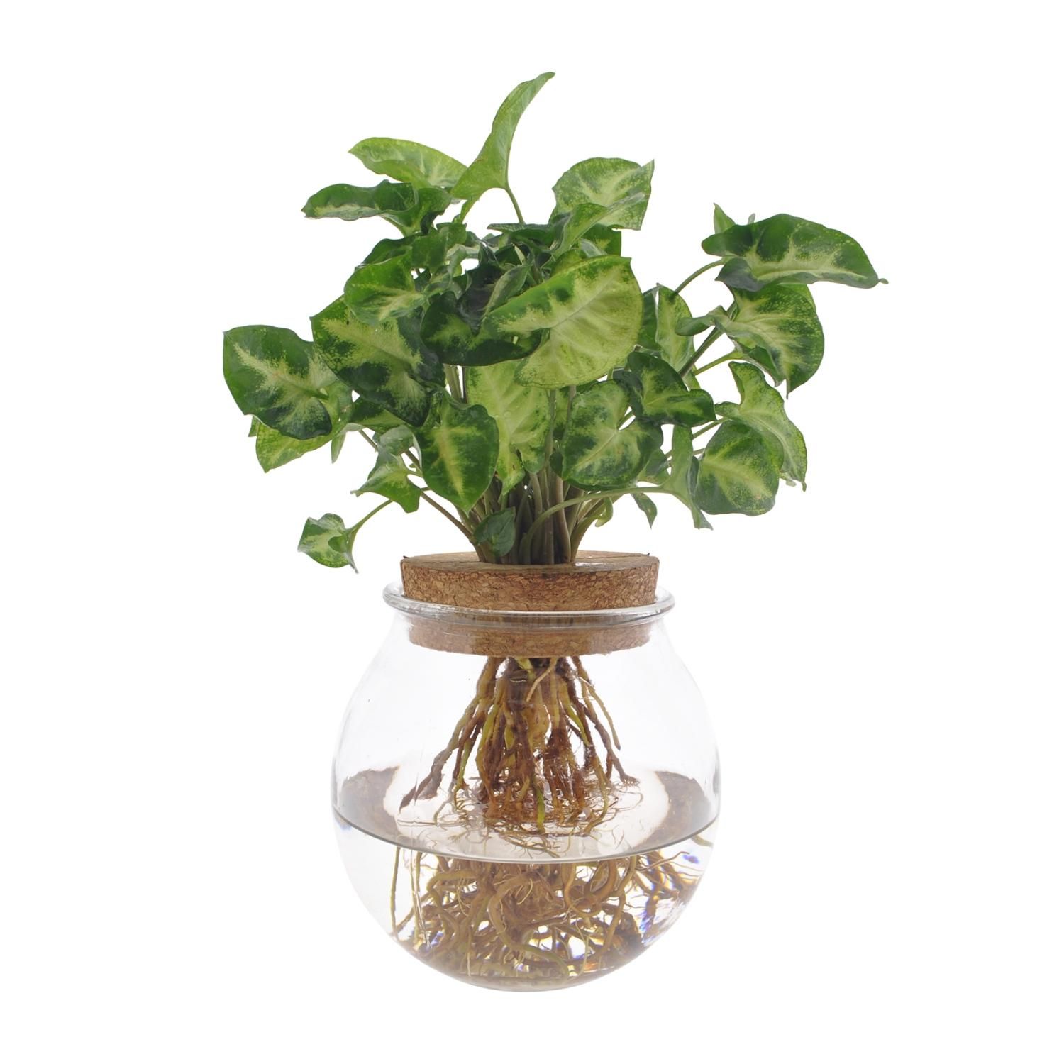 Syngonium Pixie Hydroponie Zimmerpflanze