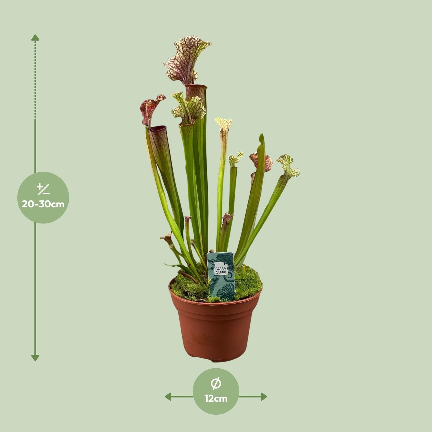Exotische Sarracenia Judith Hindle Pflanze