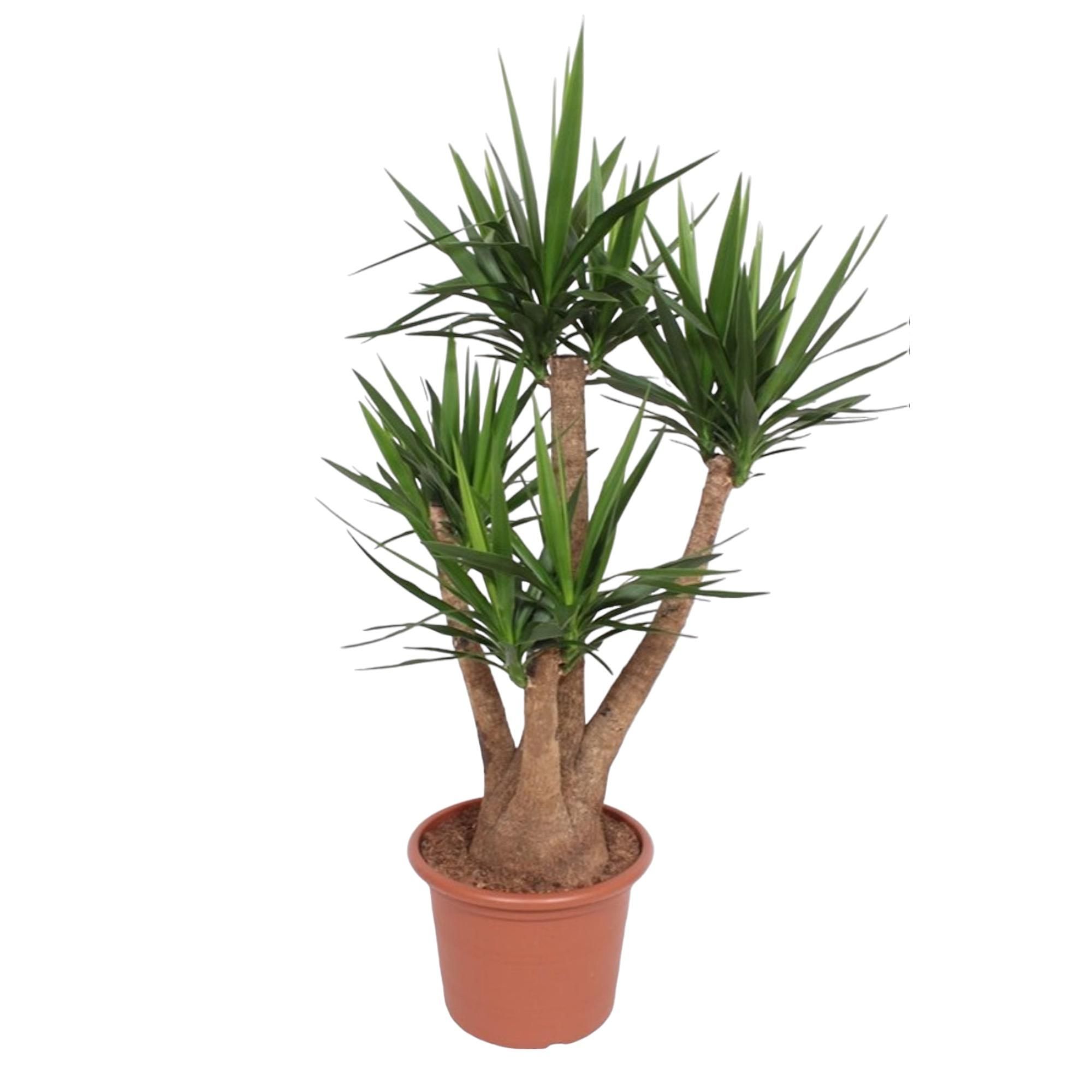 Yucca Elephantipes verzweigt Zimmerpflanze