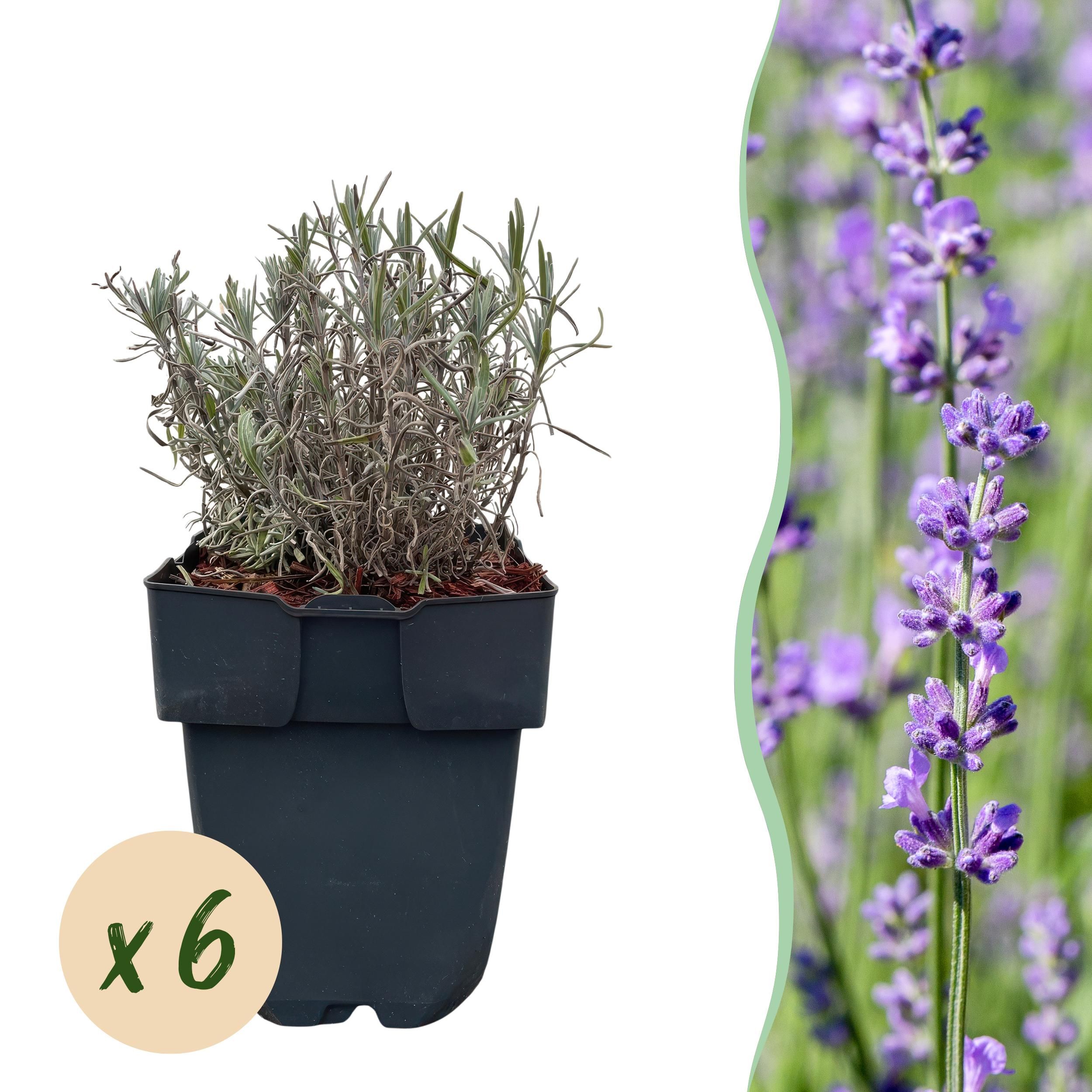 Lavendel Lavandula Angustifolia Hidcote – Immergrün | Grau Blatt | 6 Pflanzen – 1 Meter