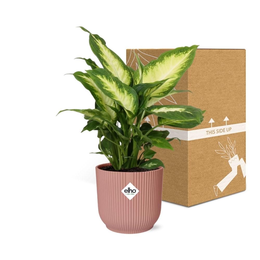 Dieffenbachia Camilla Zimmerpflanze im ELHO Vibes Fold Topf