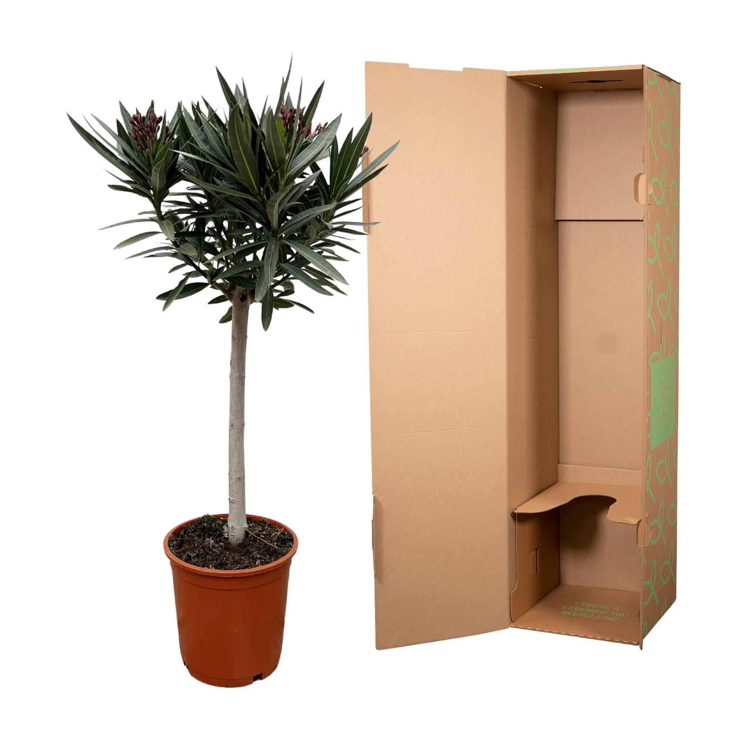 Nerium Oleander mit roten Blüten auf Stamm