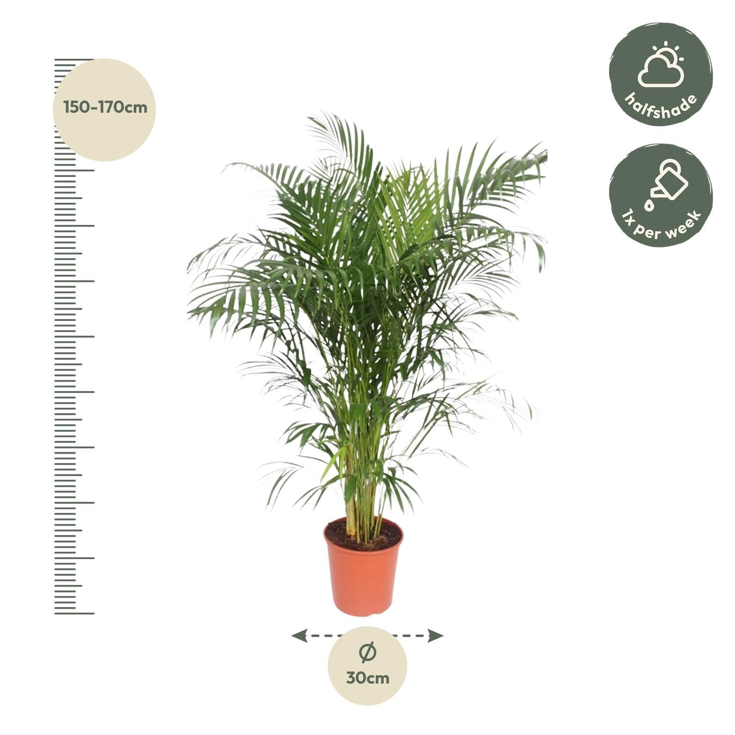 Dypsis Lutescens Areca Palm - Elegante Goldpalme