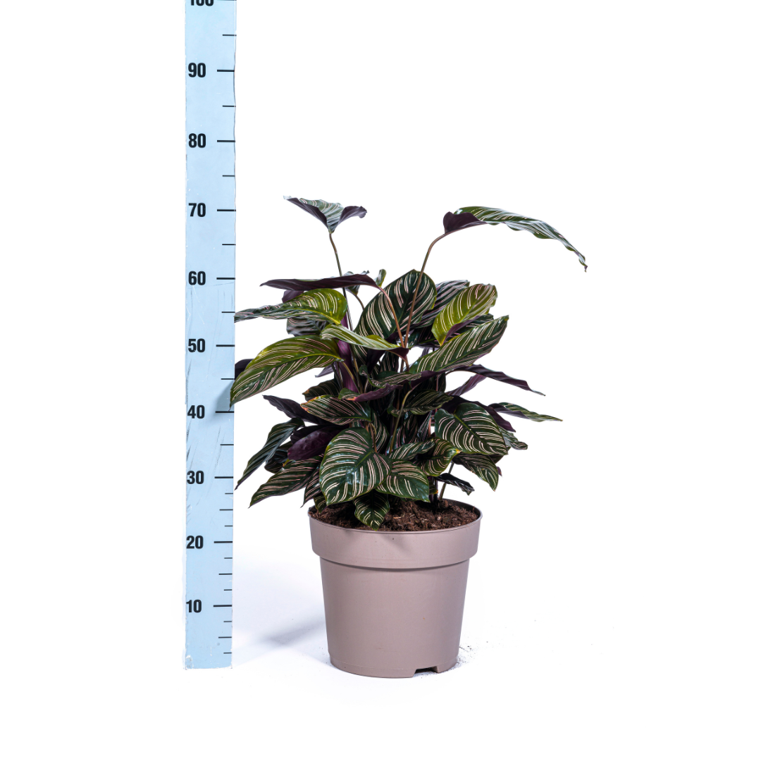 Calathea Ornata Sanderiana Ø27cm – Gestreifte Blätter