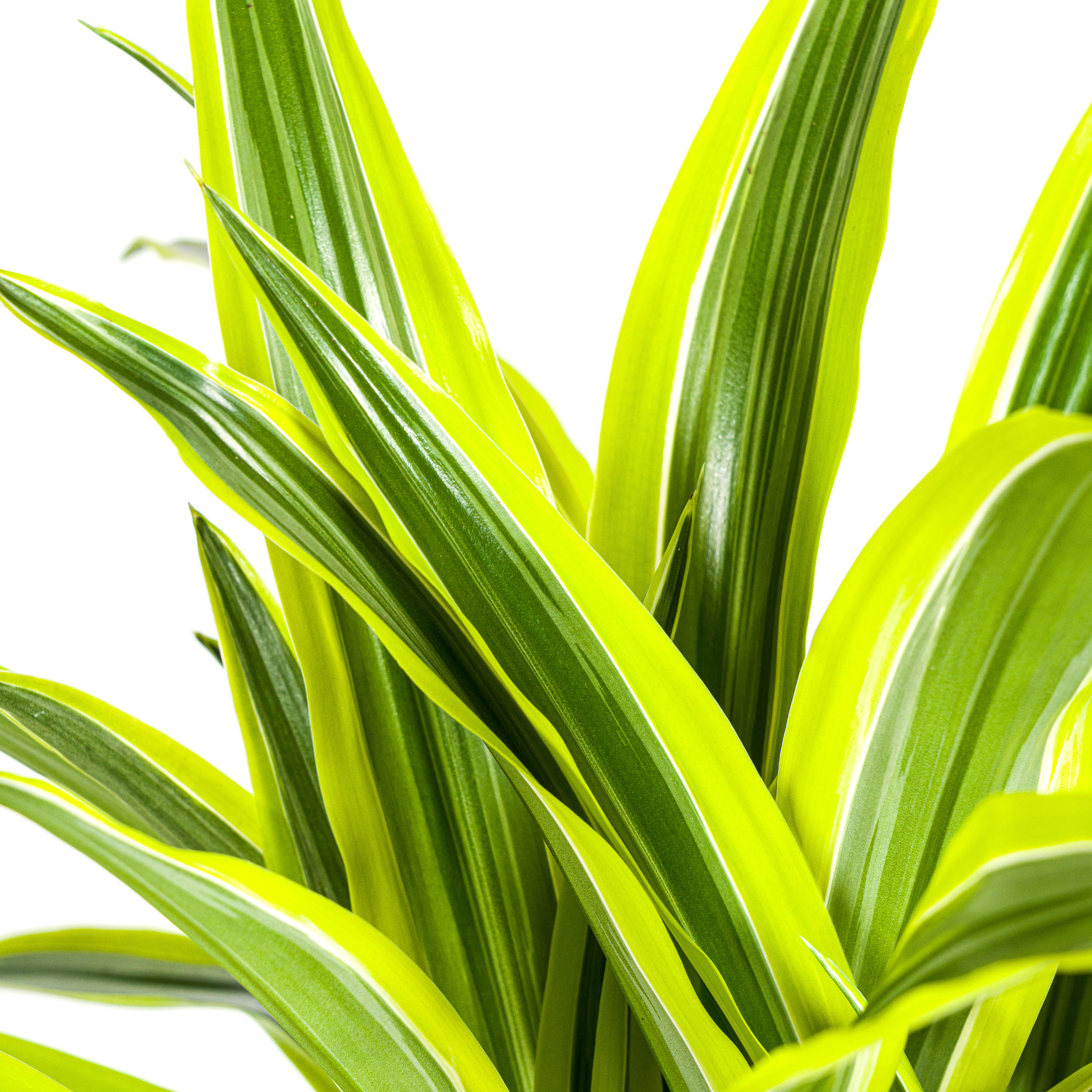 Dracaena Lemon Lime | Ø21cm Topf | Höhe 90-110cm