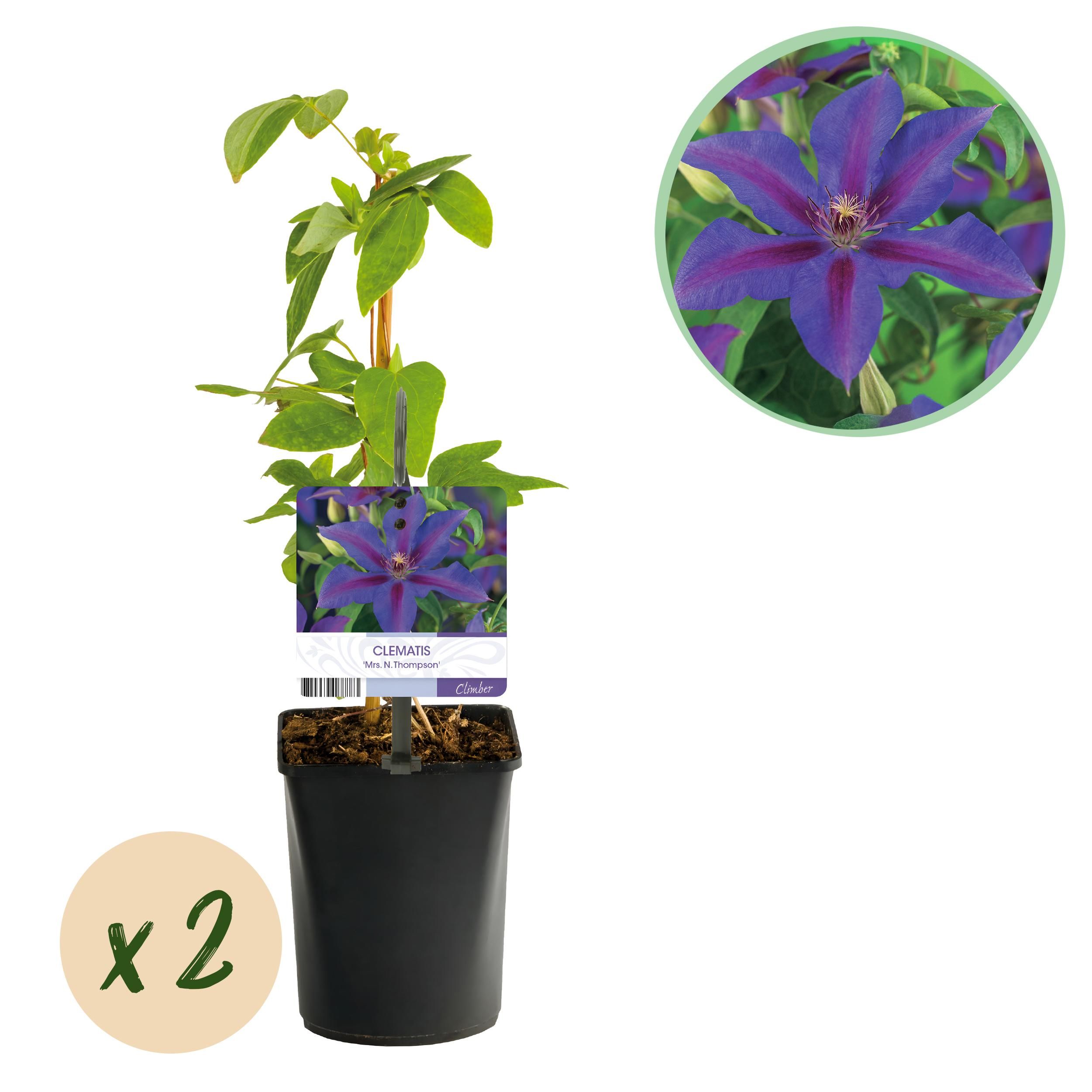 Kletterpflanze Clematis | Rosa Blüten | Wenig Pflege