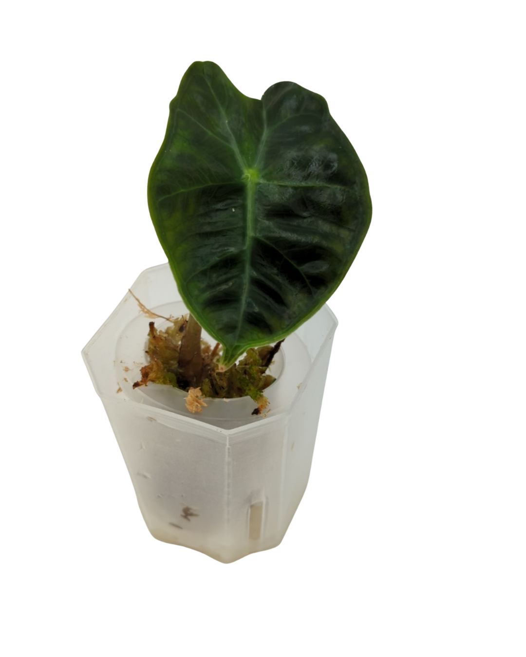 Alocasia sanderiana Dwarf Amazonica