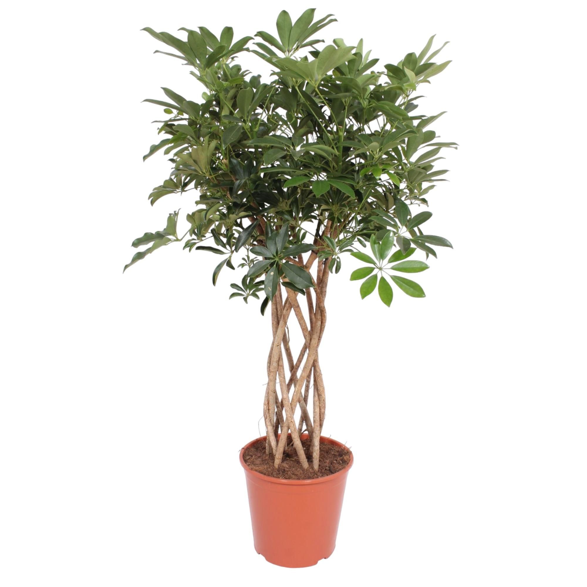 Elegante Schefflera Arboricola Compacta Zimmerpflanze mit geflochtenem Stamm