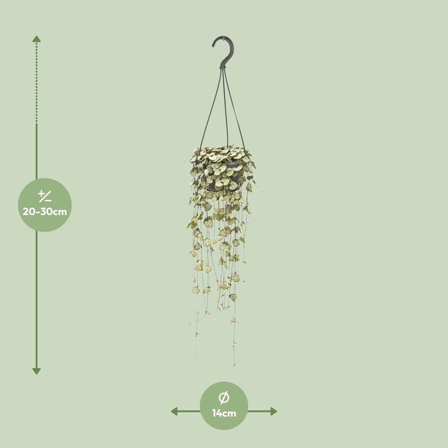 Ceropegia Woodii Hängend Zimmerpflanze