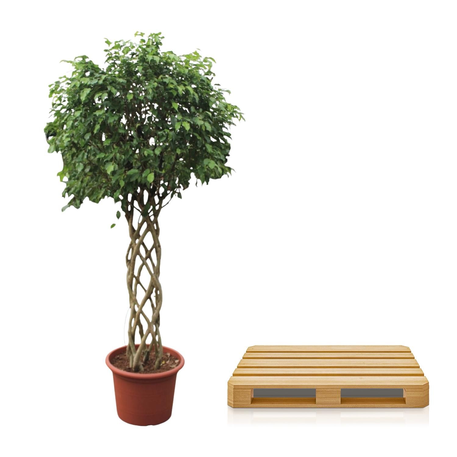 Ficus Benjamina Exotica Zimmerpflanze mit geflochtenem Stamm