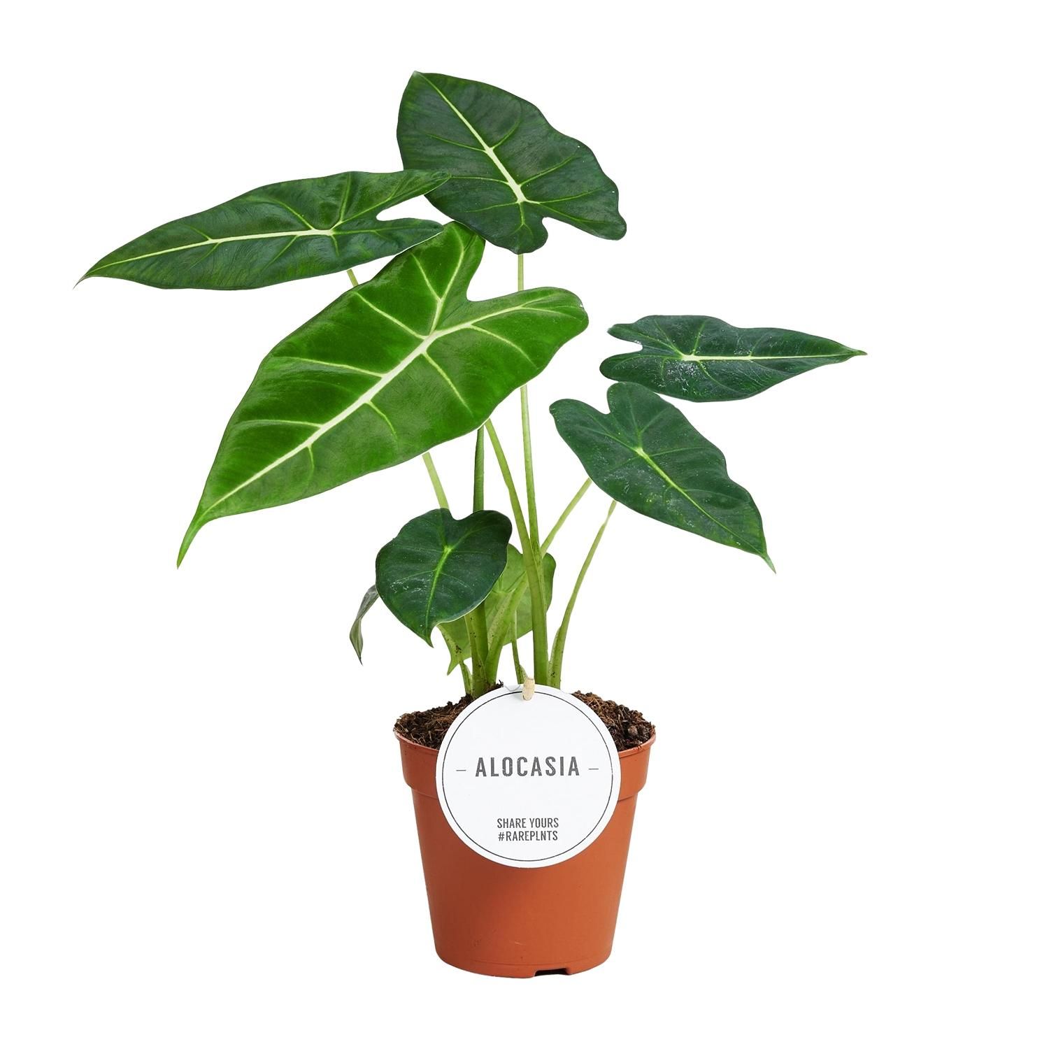 Alocasia Frydek Zimmerpflanze mit auffälligem Elefantenblatt