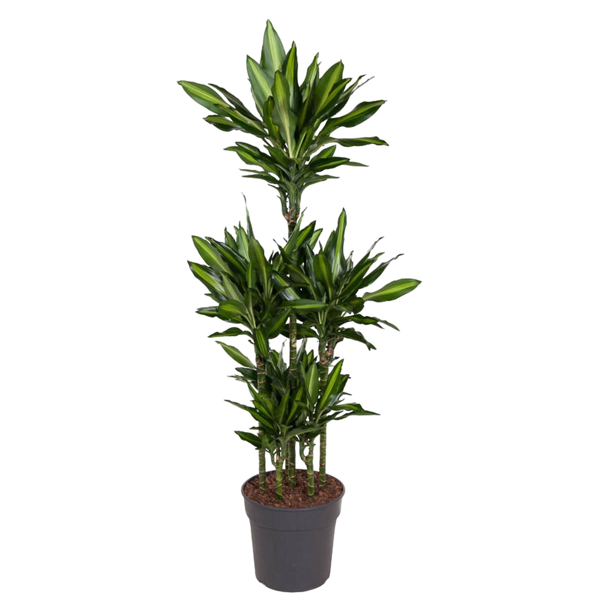 Dracaena Cintho - elegante Grünpflanze mit farbiger Blattkante