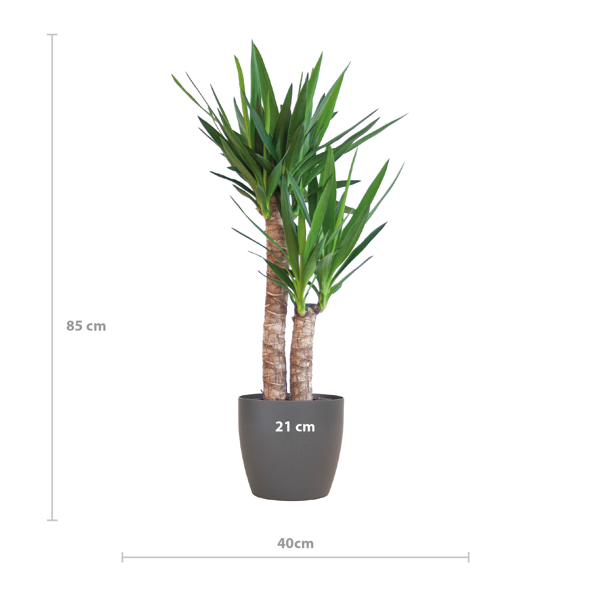Yucca Elephantipes | 90cm | Ø21 | Viber Topf Schwarz