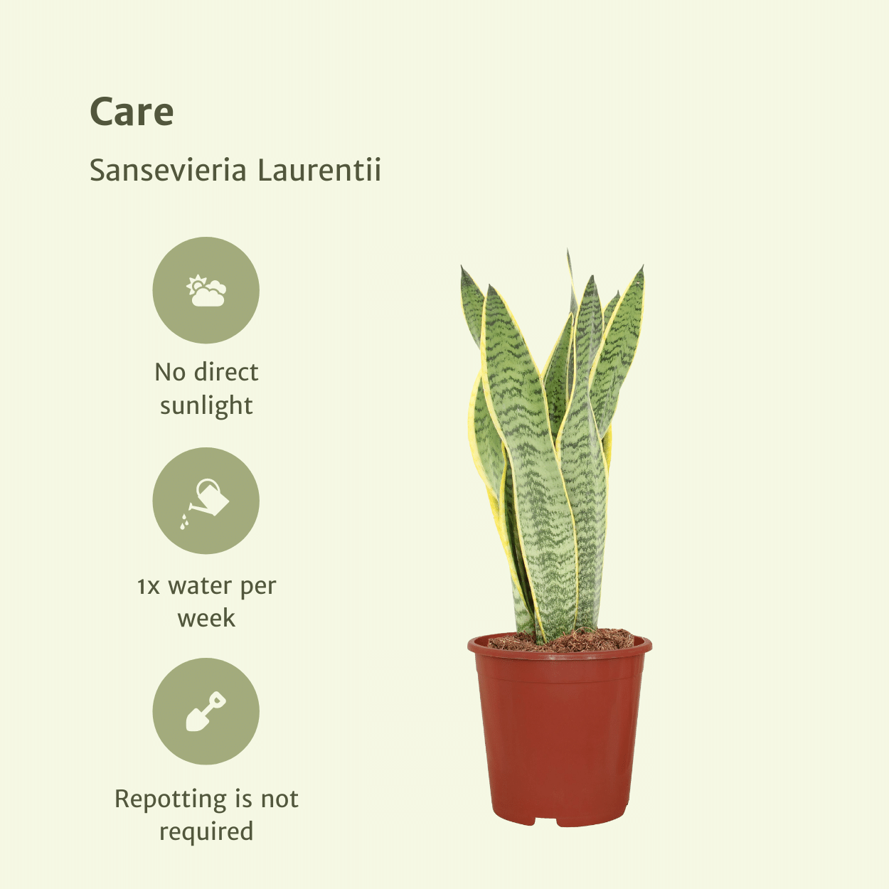 Sansevieria Laurentii Zimmerpflanze Frauenzunge