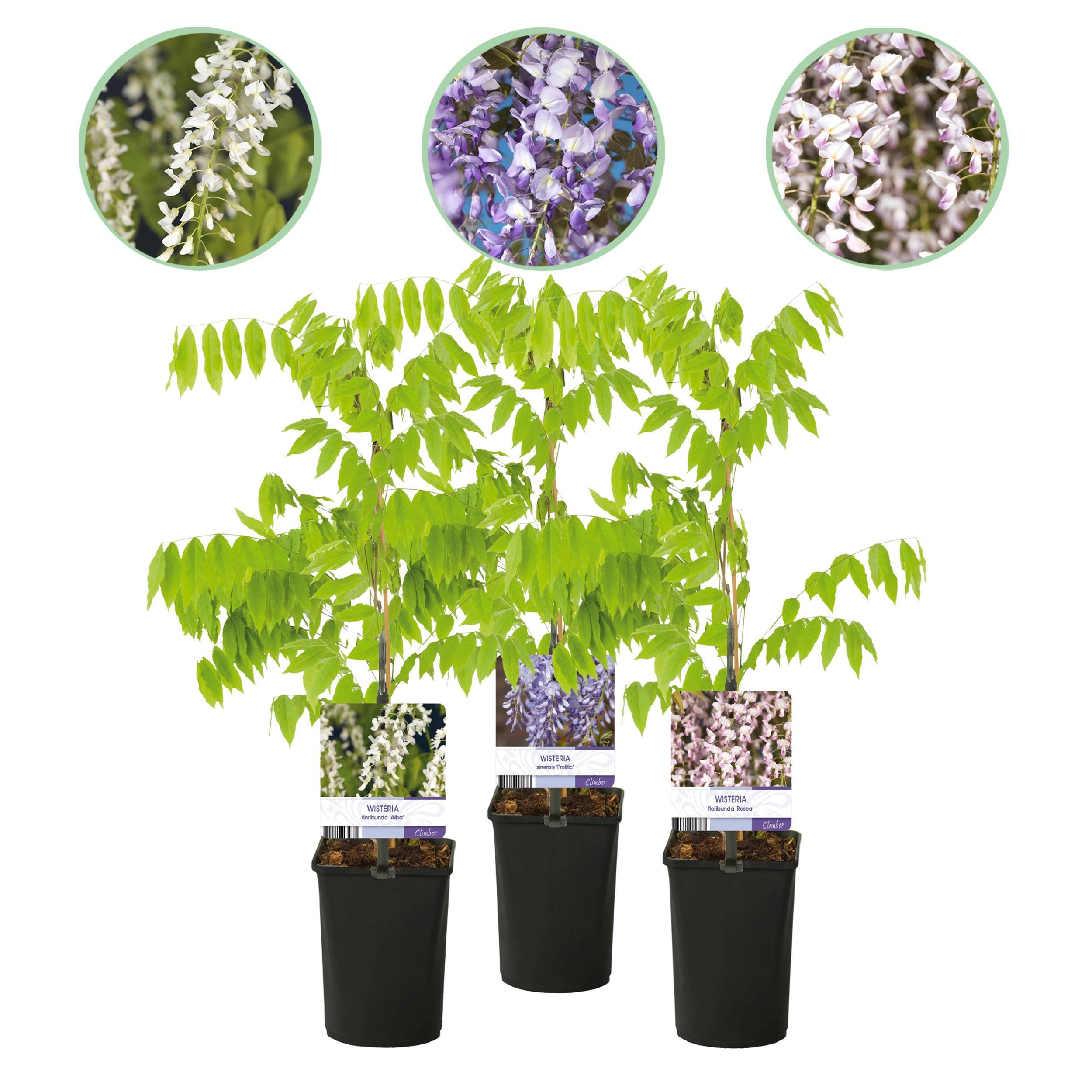 Blauregen Wisteria floribunda Tricolour mehrfarbig