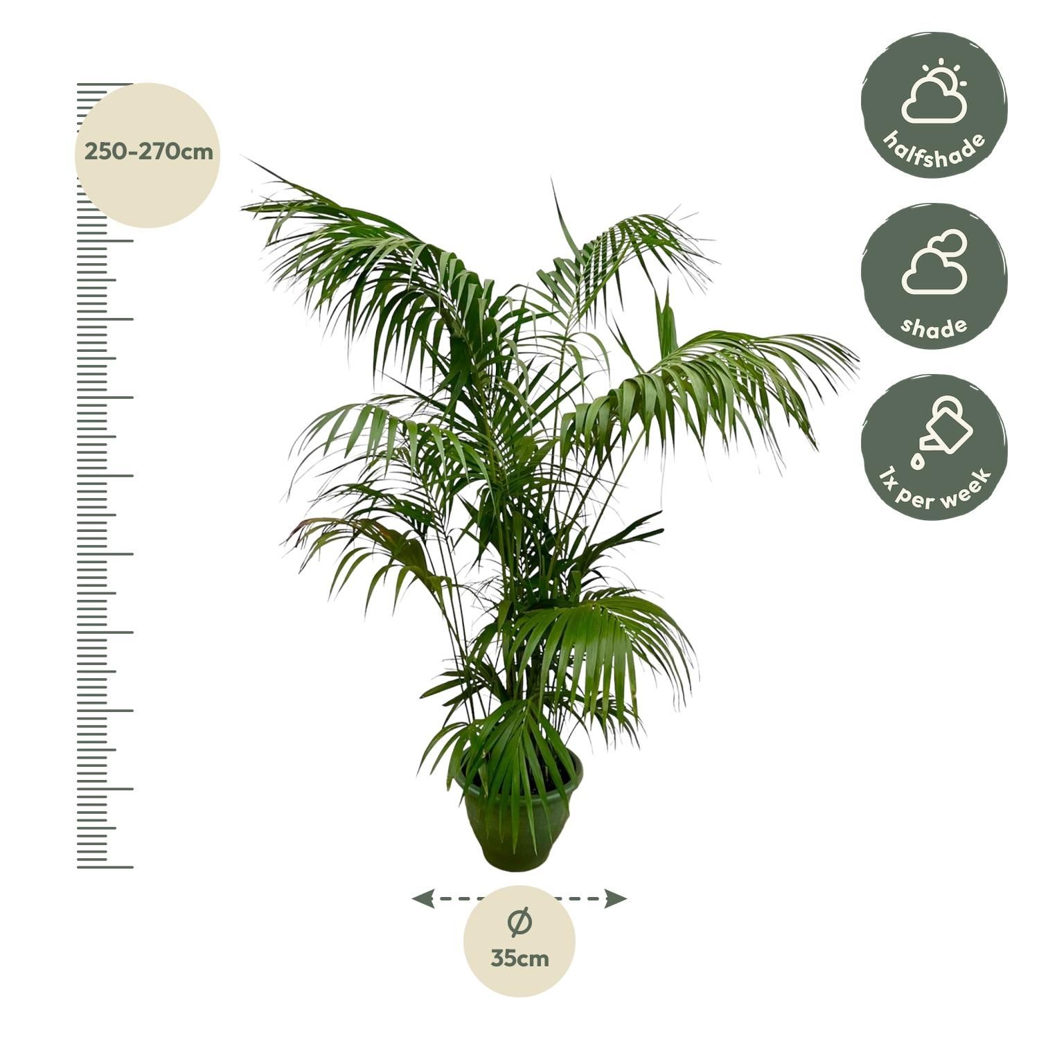 Elegante Kentia Palme für tropisches Flair