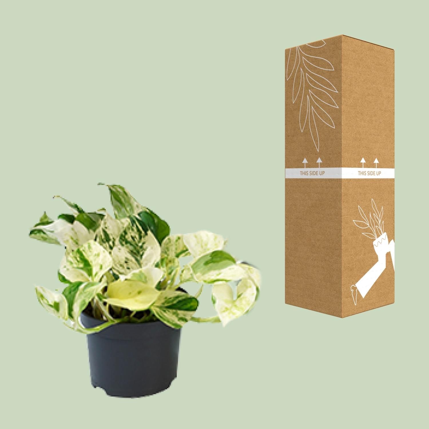 Epipremnum Marble Queen - Bunte Glückspflanze im Topf