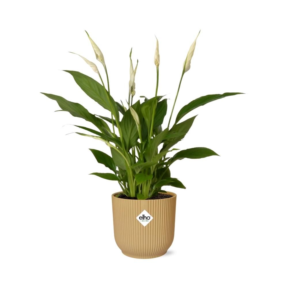 Friedenslilie Spathiphyllum Torelli in gelbem ELHO Vibes Fold Übertopf