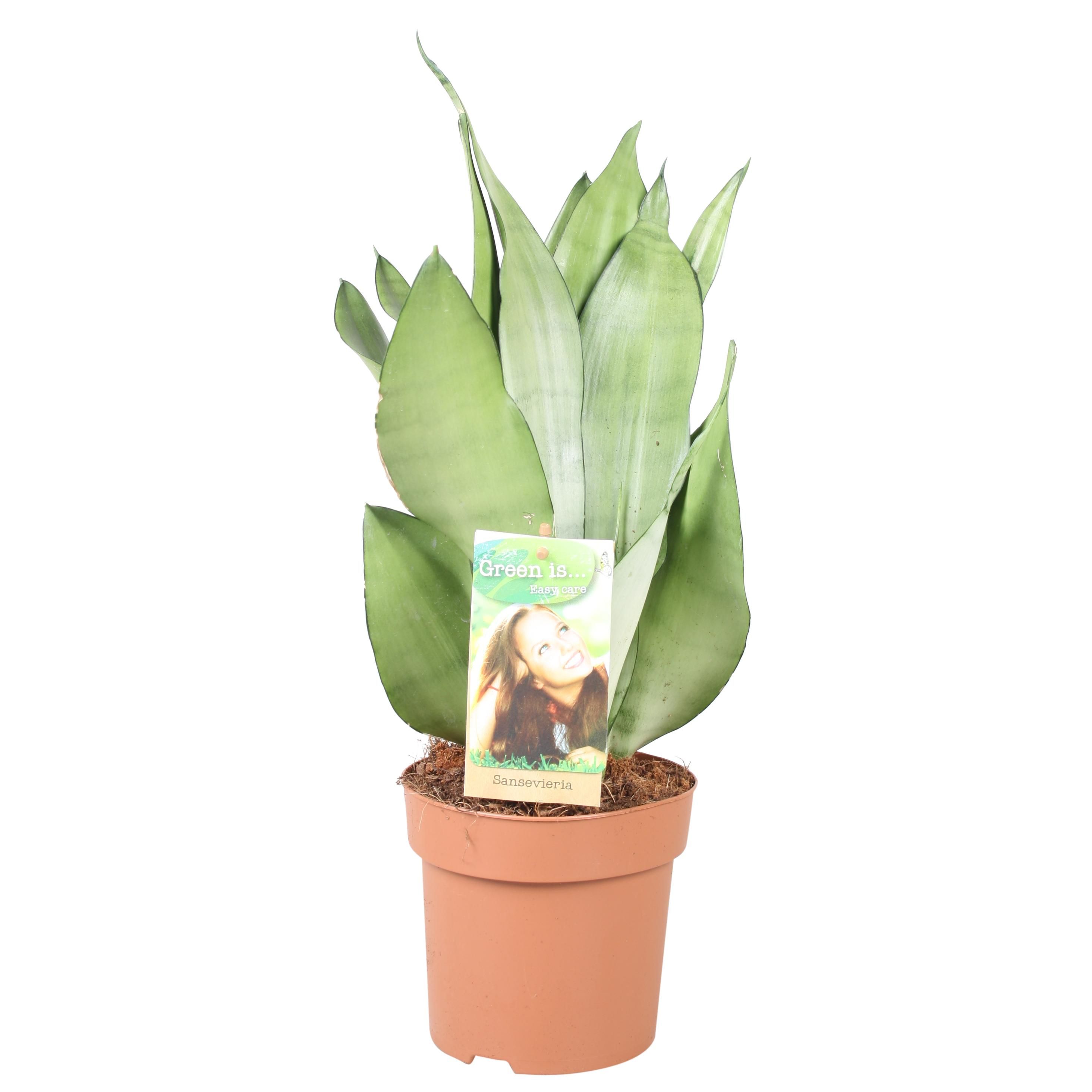 Sansevieria Moonshine Zimmerpflanze