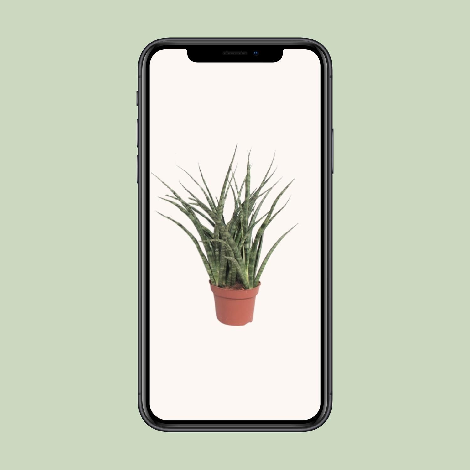 Sansevieria Fernwood Punk Zimmerpflanze