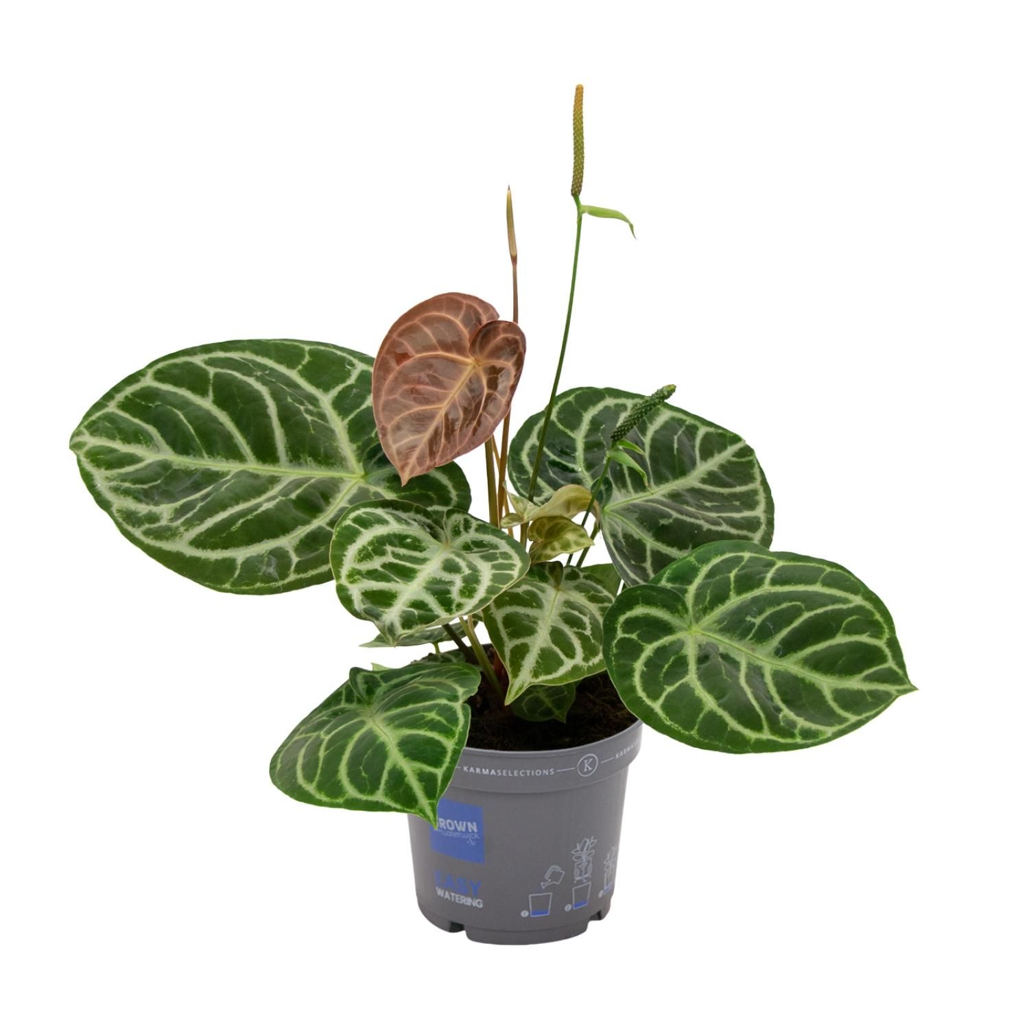 Anthurium Crystal Hybride Pflanze