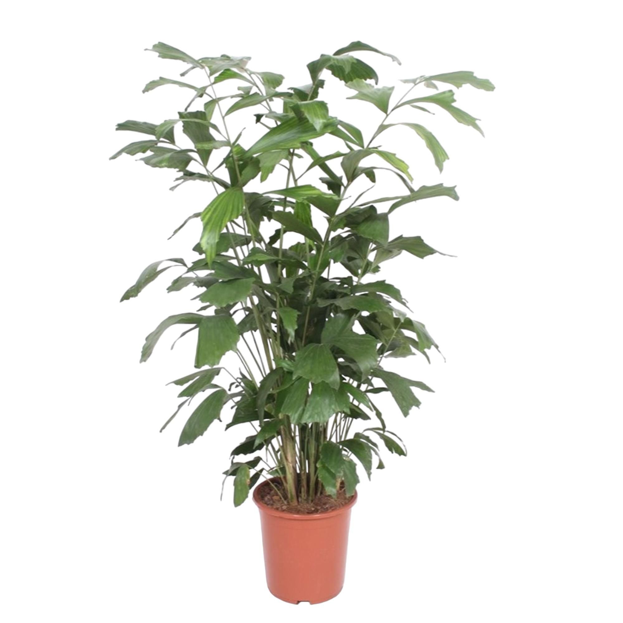 Caryota Mitis Fischschwanzpalme