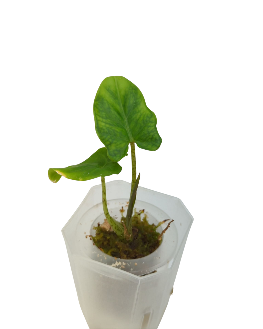 Alocasia lauterbachiana