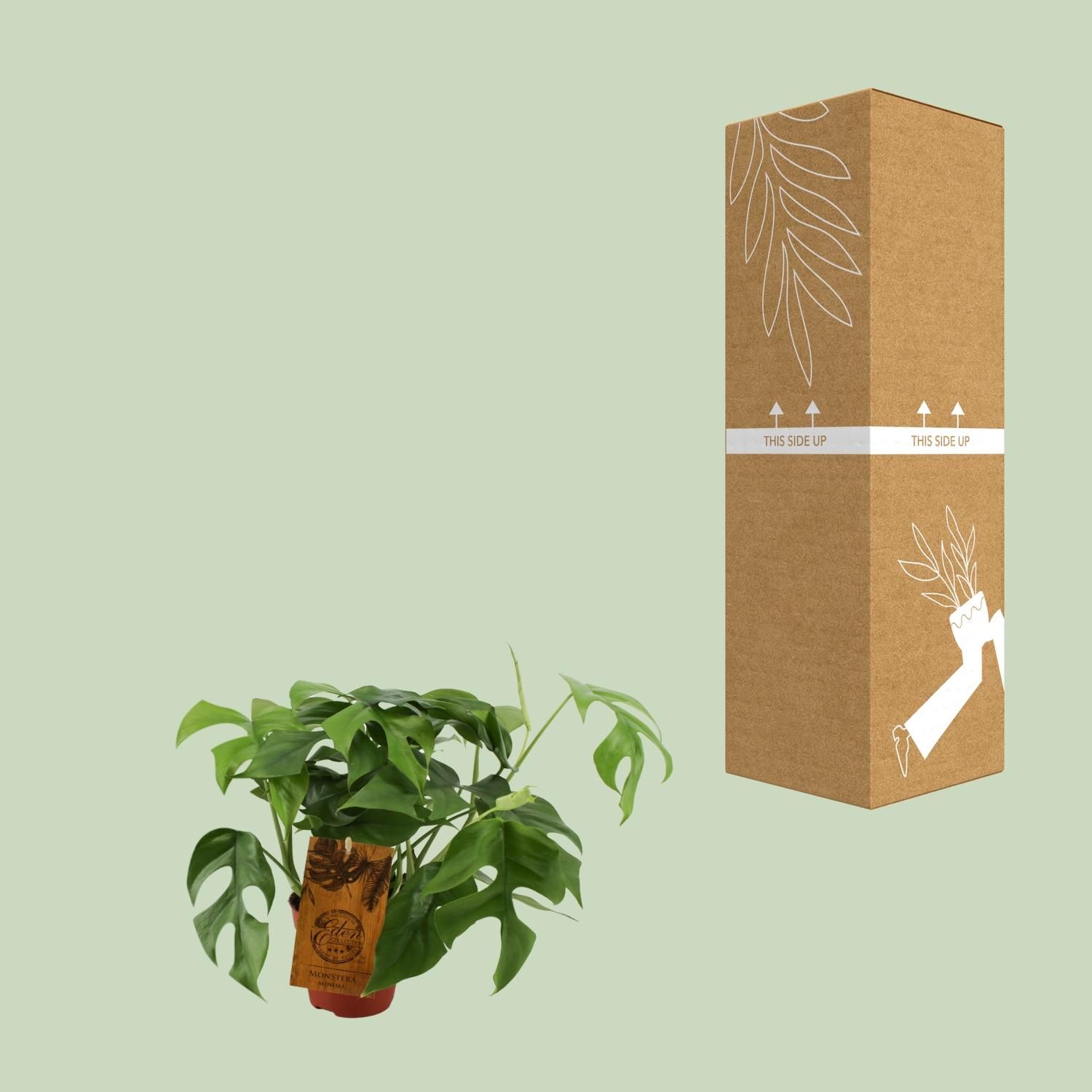 Monstera Minima Zimmerpflanze