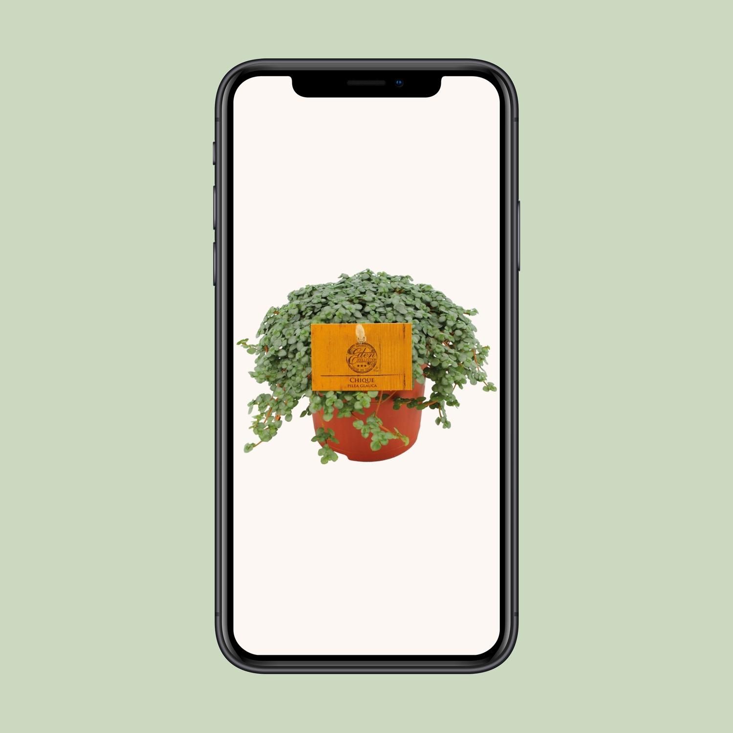 Pilea Glauca - Elegante Aluminium Zimmerpflanze